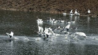 Заради редки птици в Плевенско беше обявена нова защитена зона
