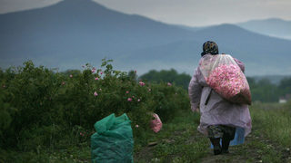 До 4 млн. евро ще се дават за розоварни