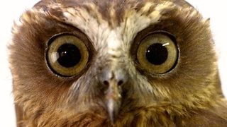 Промяна на европейското законодателство застрашава птиците в ЕС