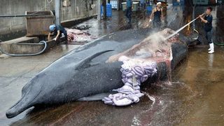 Япония одобри търговията с месо от кит