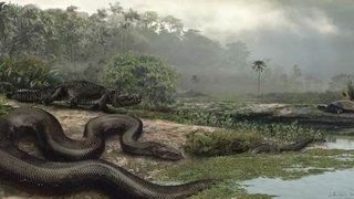Праисторическа змия се прехранвала с крокодили и гигантски костенурки