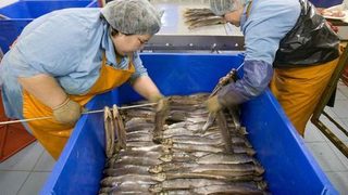 Руски експерти ще проверят български рибни предприятия