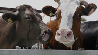 ЕС въвежда нови методи за екооценка на храните и напитките