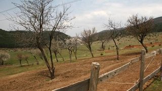 Синята коалиция и НДСВ предричат провал на САПАРД