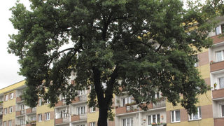 "Дървото на Хитлер" в Полша може да бъде отсечено
