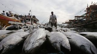 Брюксел отчете намаляване на свръхулова на риба през 2012 г.