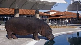 Хипопотамът Никица се завърна в зоопарка си