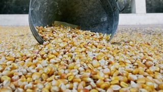Сблъсък: "За" и "против" ГМО