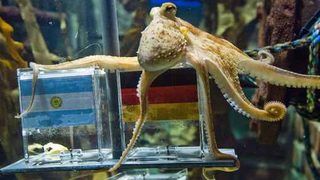 В Аржентина призоваха германският октопод-гадател да бъде сготвен