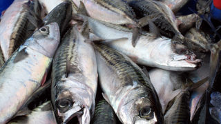 Брюксел критикува Исландия заради прекомерен улов на скумрия
