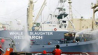 Япония опитва да възобнови лова <span class="highlight">на</span> <span class="highlight">китове</span>