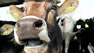 EK разреши малките стопани да продават продуктите си на крайни клиенти