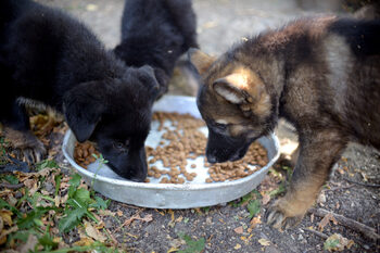 Кампанията 