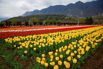 Фотогалерия: Където планината среща цветята