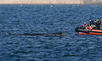 Спасителите спряха опитите да измъкнат кит от плитчините в Германия