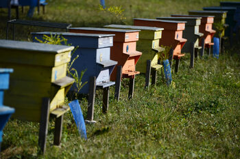 Властите са глобили сръбски гражданин с незаконен препарат за пчели