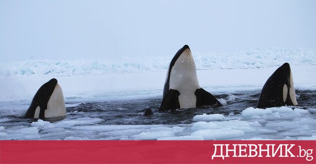 Изследване на косатки в северната част на Тихия океан е