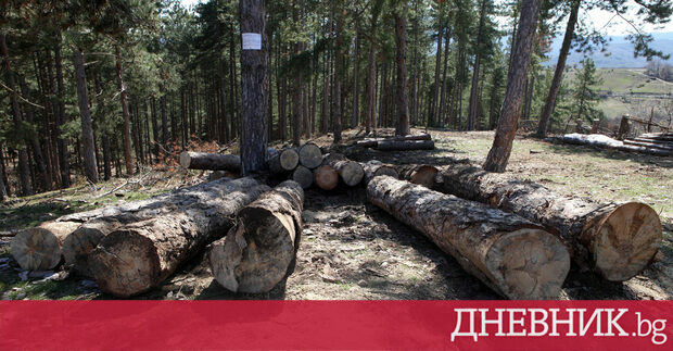 Текстът е препубликуван от страницата на Камионите превозващи дървесина са