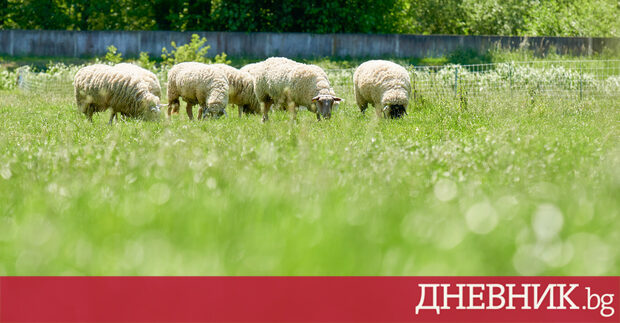 Нидерландското правителство ще похарчи 1 47 млрд евро за да компенсира