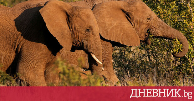 Властите в Камерун се опитват да овладеят стадо слонове преминаващи