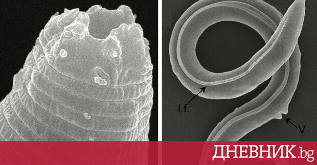 Дневник Експрес Научавайте най важното и интересното всеки ден в 17