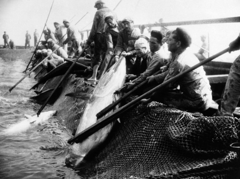На тази снимка от 18 февруари 1939 г. участниците в годишната риболовна експедиция прибират в лодките си риба-тон, хванала се в мрежите край Трапани, Сицилия.<br />