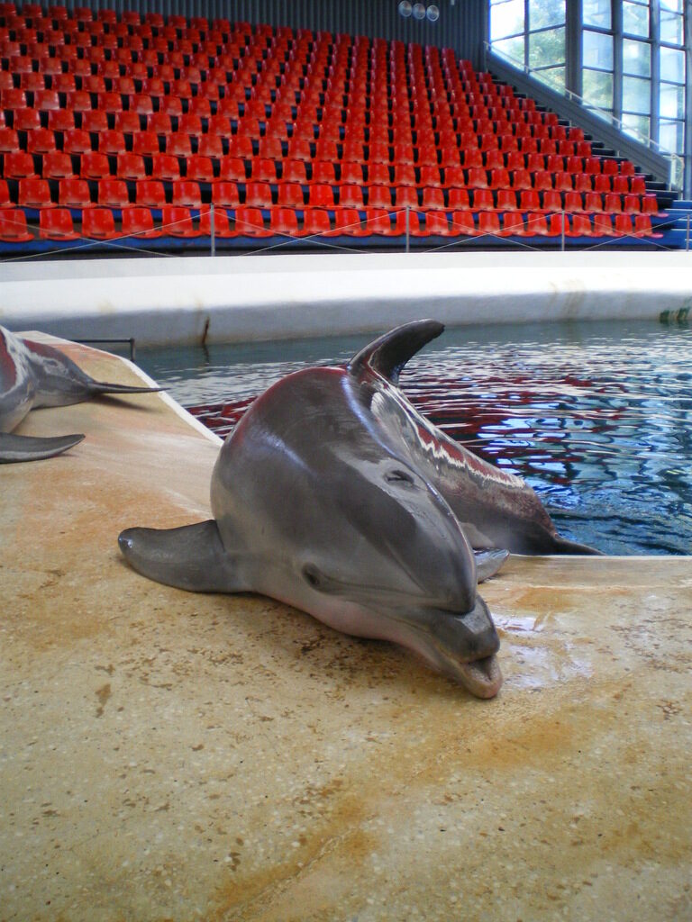 12-годишният делфин преживява тежка травма като малък, която налага операция на муцуната му 12-годишният делфин преживява тежка травма като малък, която налага операция на муцуната му