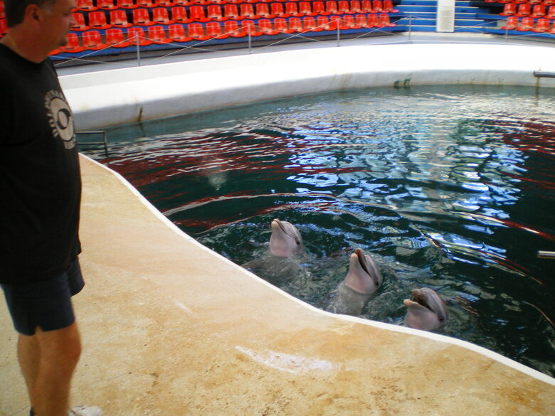 Делфините са се строили в очакване на парче риба Делфините са се строили в очакване на парче риба