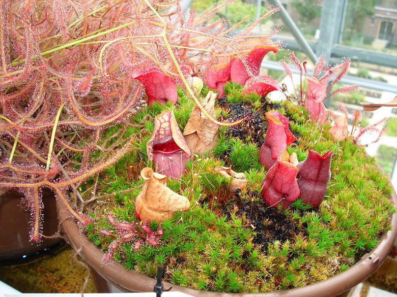 Месоядни растения в оранжерията на "Hortus botanicus"
