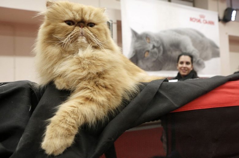 Котките убиват милиарди животни в САЩ всяка година