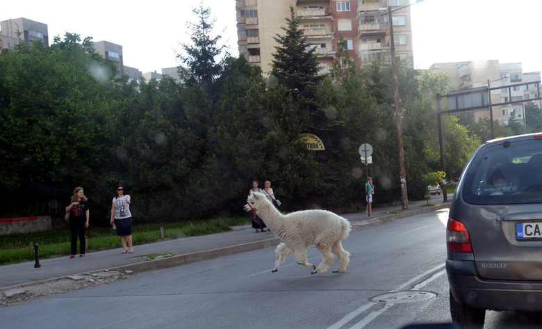 Бягай, ламо, бягай
