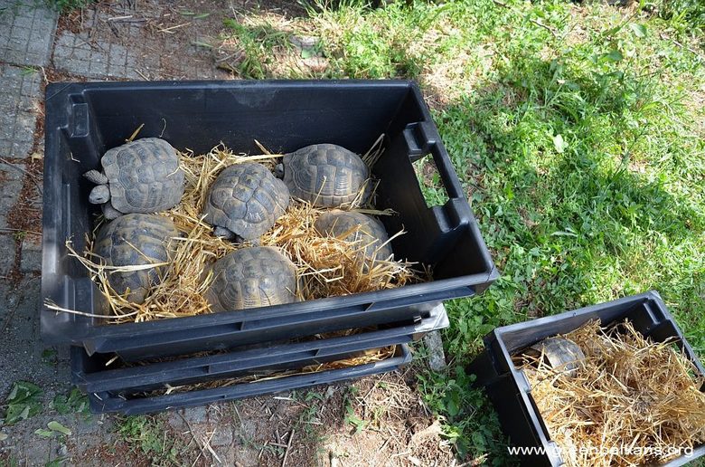 За спасяването на 120 костенурки накуп