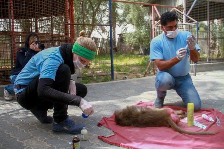 От "Четири лапи" спасяват бедстващи животни в зоопарка в Газа
