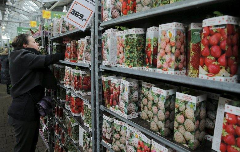 От руския клон на веригата OBI наблюдават 40% ръст в търсенето на семена за зеленчуци.