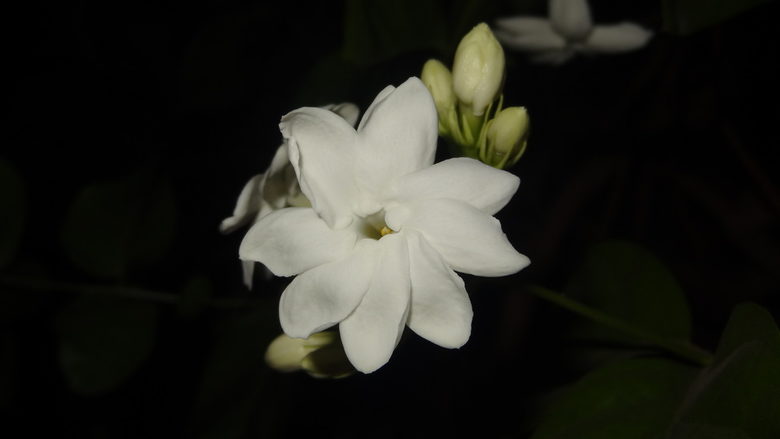 By Aathavan jaffna (Own work) [CC BY-SA 3.0 (http://creativecommons.org/licenses/by-sa/3.0)], via Wikimedia Commons