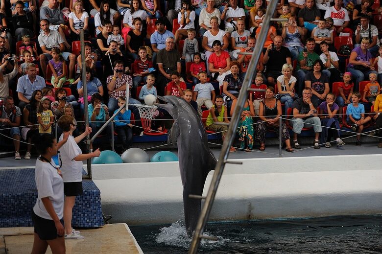 Спектакъл във варненския Делфинариум Спектакъл във варненския Делфинариум