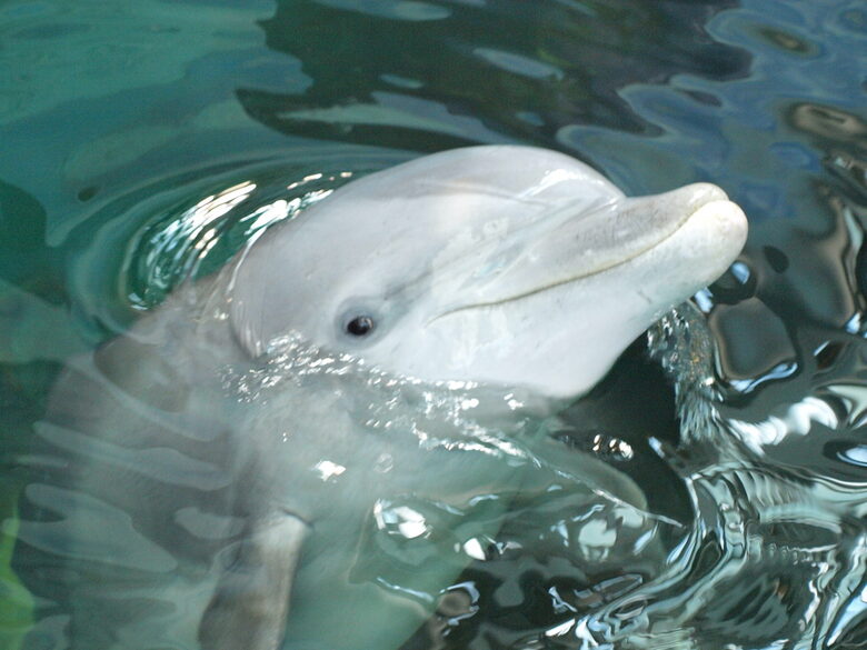 Бимбо - един от делфините във варненския Дулфинариум Бимбо - един от делфините във варненския Дулфинариум