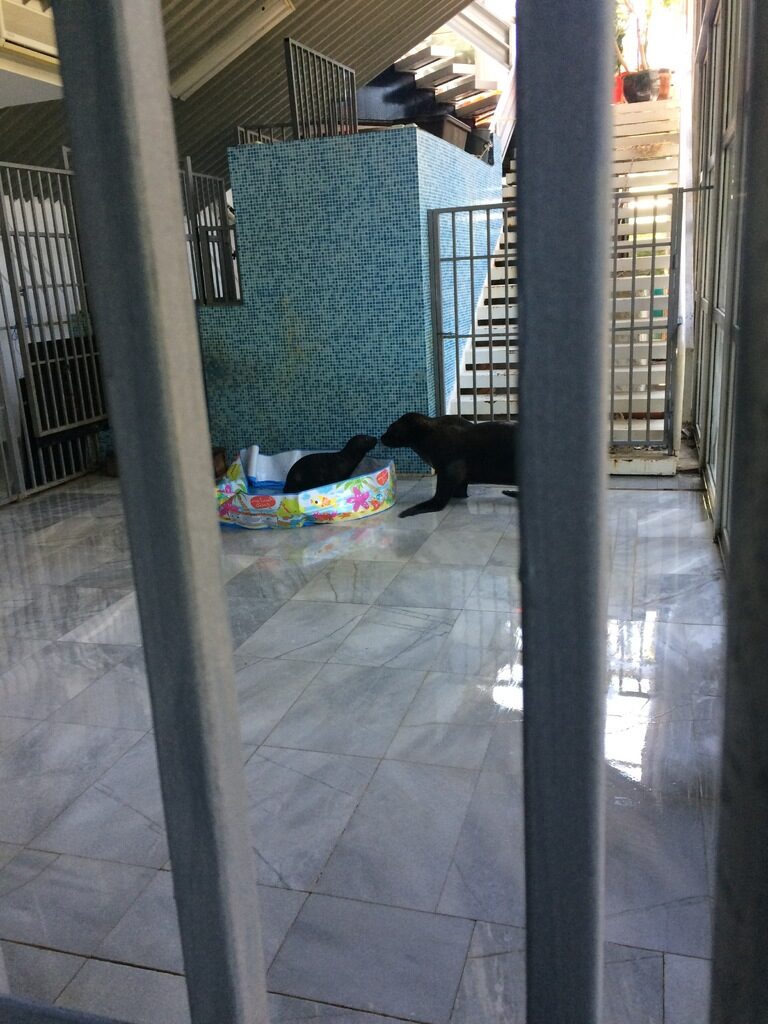 Бочко е бил един от малкото тюлени, родени в изкуствена среда Бочко е бил един от малкото тюлени, родени в изкуствена среда