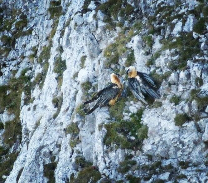 Мътеща двойка брадати лешояди в Аравис, Горна Савоя, френски Алпи