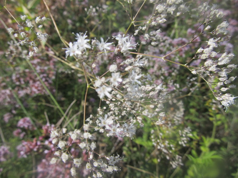 Текирска мишорка (Gypsophila tekirae), 19.07.2019 г. Многогодишно тревисто растение от семейство Карамфилови, ендемитен вид - разпространен само в България, в защитената зона "Бесапарски ридове". В Червената книга на България има статут "Критично застрашен".