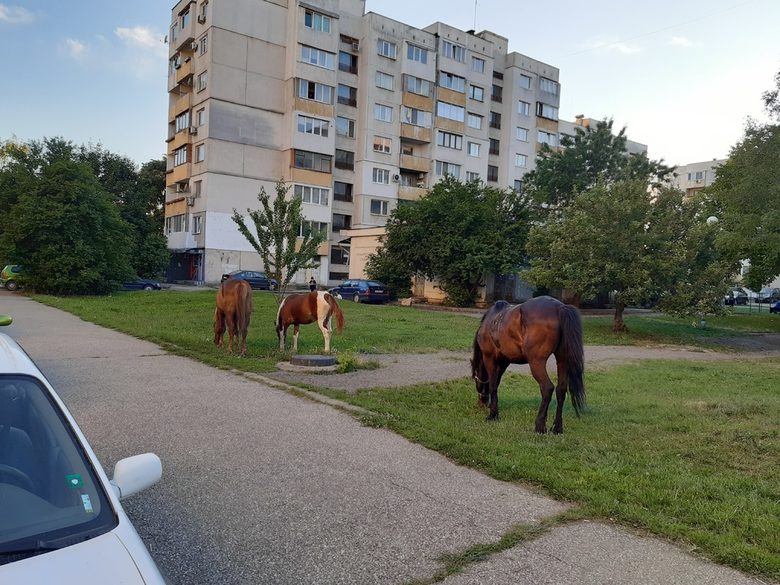 Глобата за паша в зелени площи в жилищните комплекси в София е от 50 до 500 лева.