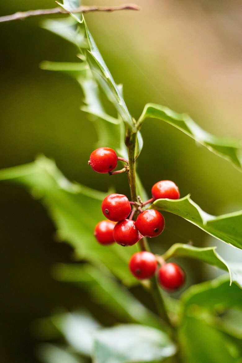 Колхидски джел (<em>Ilex colchica</em>)