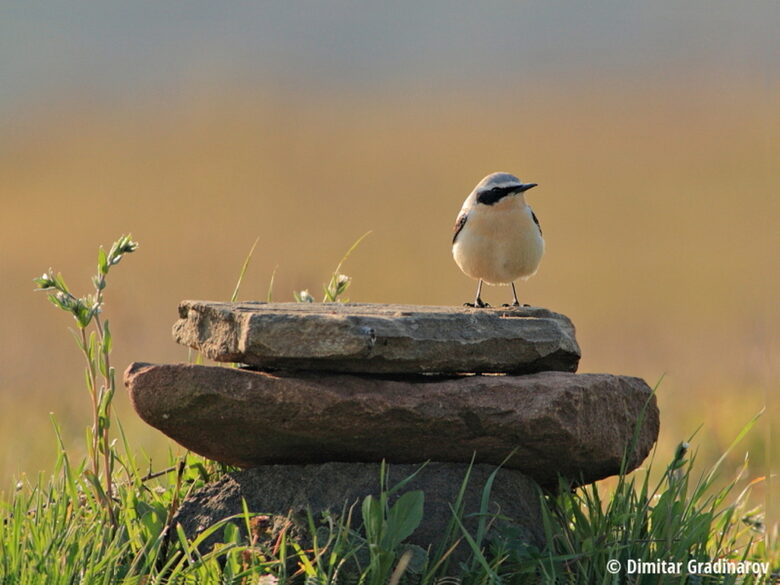  Димитър Градинаров: България е една от двете топ дестинации в Европа за наблюдаване на птици 