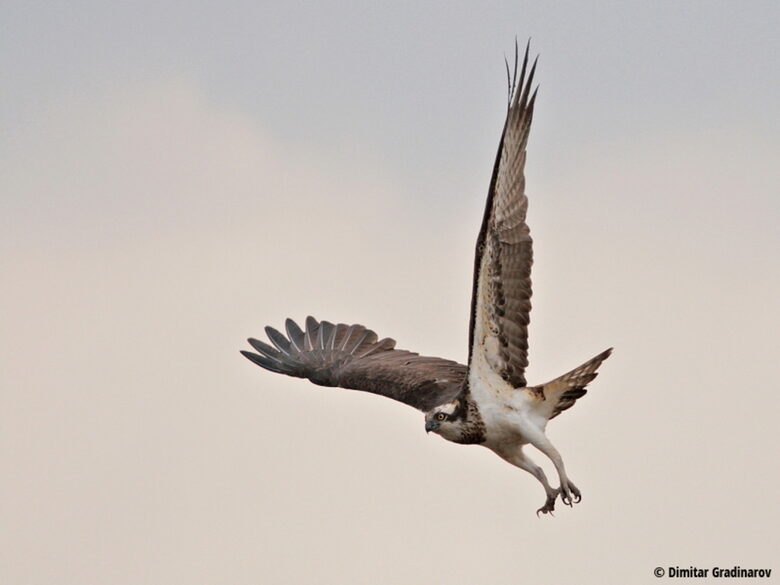  Димитър Градинаров: България е една от двете топ дестинации в Европа за наблюдаване на птици 