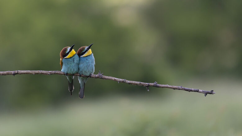  Петя Петкова, фотограф: Колкото повече опознаваш дивата природа, толкоз повече искаш да я пазиш 