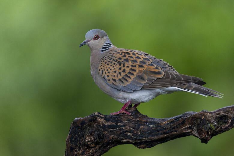  Петя Петкова, фотограф: Колкото повече опознаваш дивата природа, толкоз повече искаш да я пазиш 