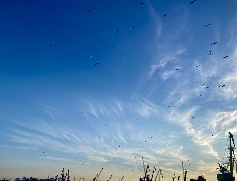  Нашествието на гларусите и какво прави страната 
