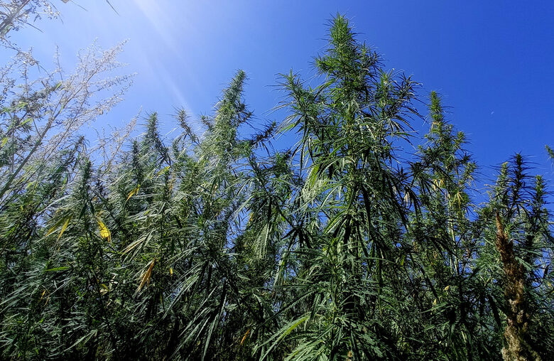 CBD е съкращение на канабидиол - природна съставка, която се съдържа в растението канабис. CBD е съкращение на канабидиол - природна съставка, която се съдържа в растението канабис.