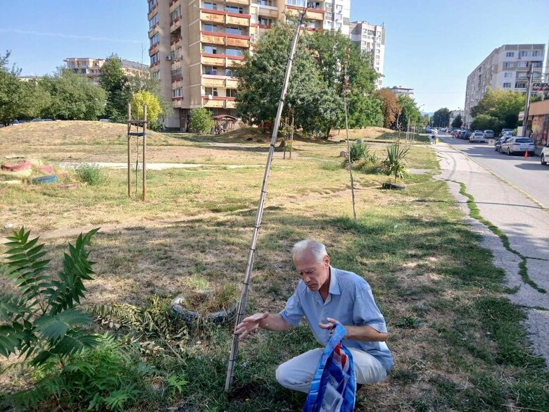 В кв."Надежда 2" само засадените от общината чинари са изсъхнали. Наоколо дъбчета растат, обгрижвани от живеещите наблизо.