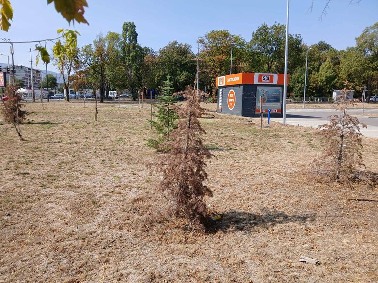 Елхи, засадени преди две години пред хипермаркет на бул."Сливница".
